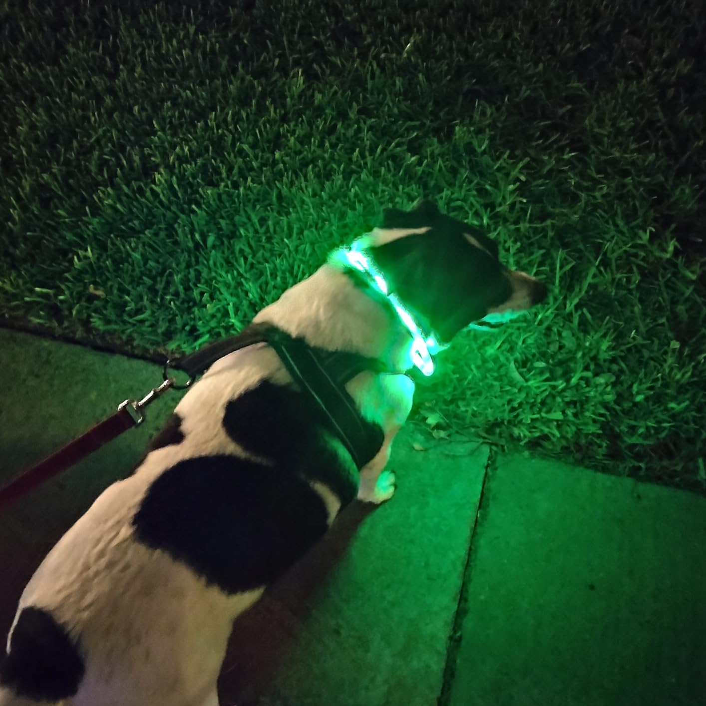 Kerah anjing LED silikon, bers - Tech Dog Accessories ulasan dan harga